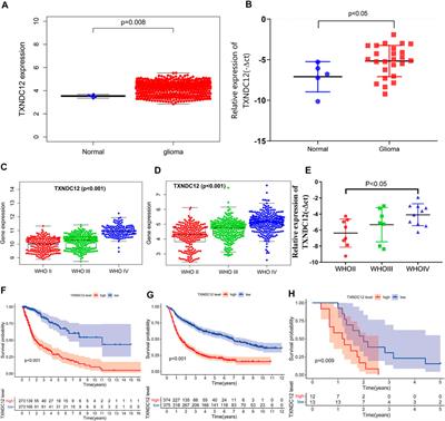 Clinical Value of TXNDC12 Combined With IDH and 1p19q as Biomarkers for Prognosis of Glioma